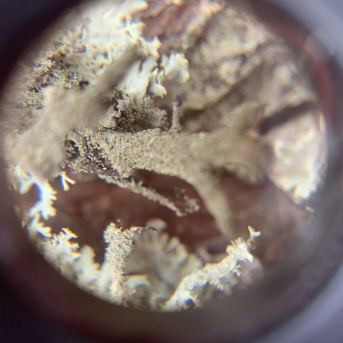 Pārgājiens uz Ķirezeru - 