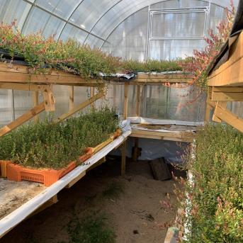 Laugas purva pārgājiens - 