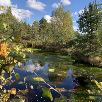 Laugas purva pārgājiens - 