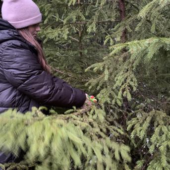 Meža rūķu darbnīcas - 