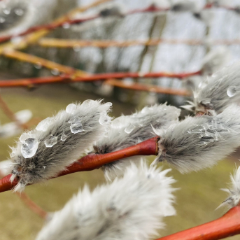 Iešūpojam Lieldienas - 