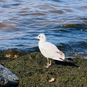 Pārgājiens “Iepazīsti novada centru” - 