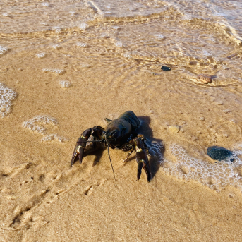 Pārgājiens “Iepazīsti novada centru” - 