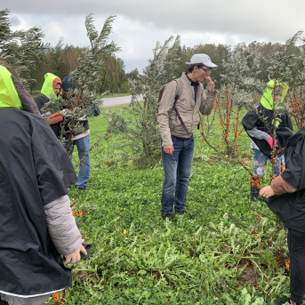 Smiltsērkšķu pārgājiens - 