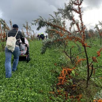 Smiltsērkšķu pārgājiens - 