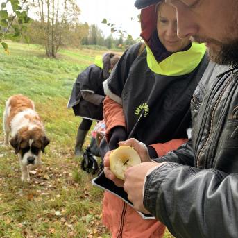 Smiltsērkšķu pārgājiens - 