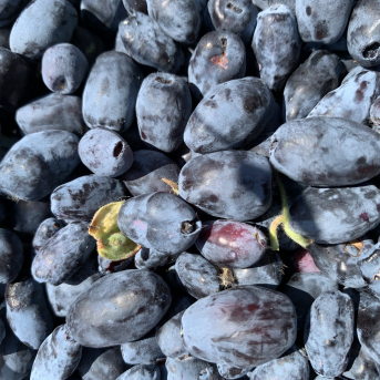 Vasara - sausseržu laiks - 