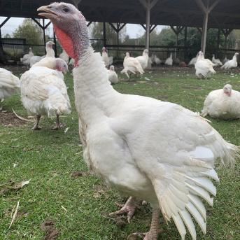 Pārgājiens uz Zvirgzdkalniem - 