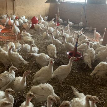 Pārgājiens uz Zvirgzdkalniem - 