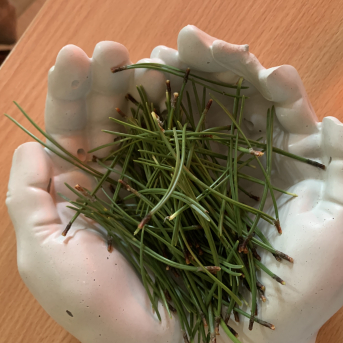 Projekti.  Veselīgais meža kokteilis - 