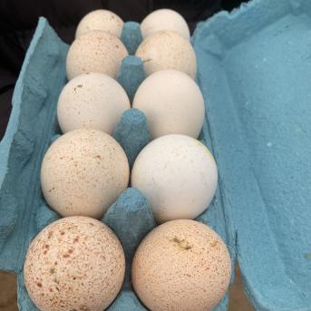 Pārgājiens uz Zvirgzdkalniem - 