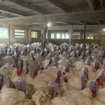 Pārgājiens uz Zvirgzdkalniem - 