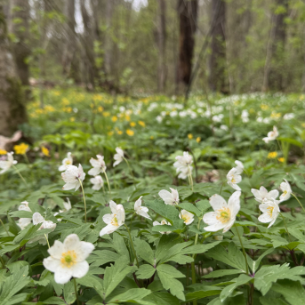 Mācību ekskursija uz Rūjienu un Mazsalacu - 