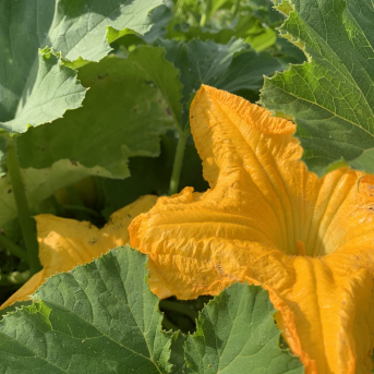 Ķirbju seminārs Morē - 