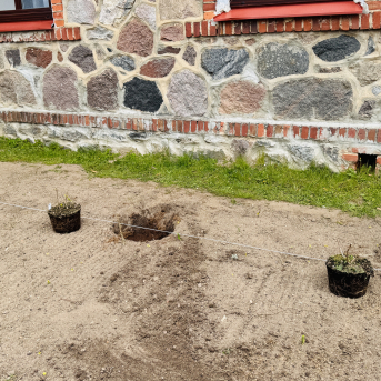 Latvijas svētkiem gatavojoties - 