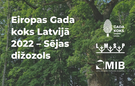 Eiropas gada koks Latvijā - Sējas dižozols
